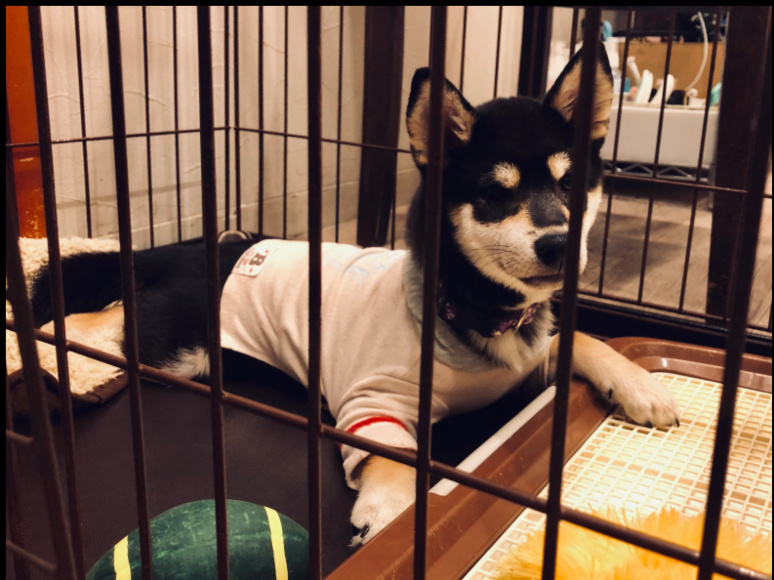 Un shiba inu dans une cage ©Florent Guérout Un shiba inu dans une cage ©Florent Guérout