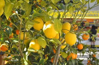 La 79e Fête du Citron 2012 à Menton