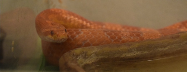 Couleuvre ou serpent des blé dans un terrarium © Fanny Jacob