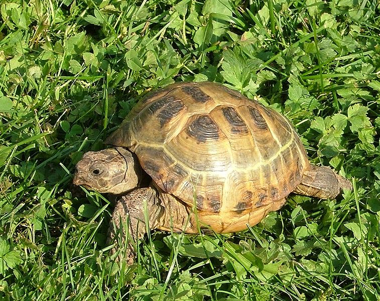 Une tortue de terre © Wikipedia