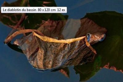 Cliquez sur l'image pour accéder au site