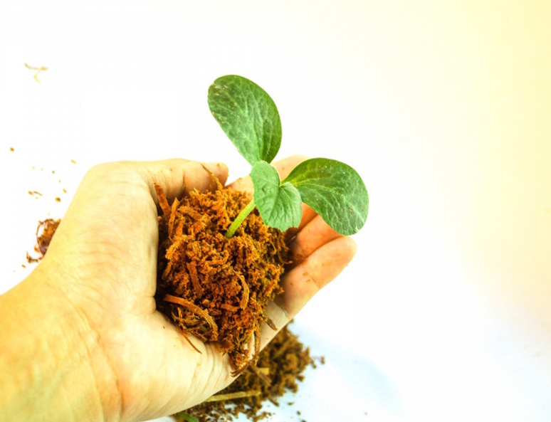 Plante poussant dans une motte de terre © pxhere CC0 Plante poussant dans une motte de terre © pxhere CC0