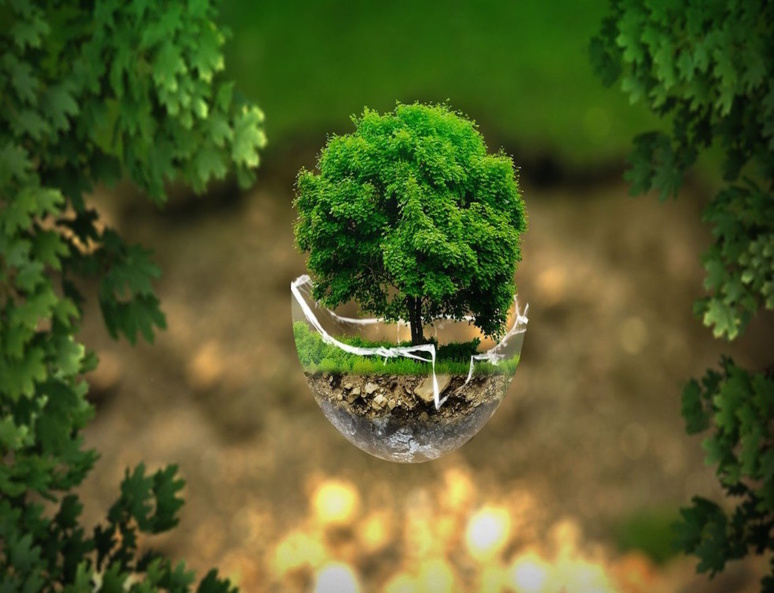 Un arbre dans une sphère en verre © Ivan Tamas Pixabay