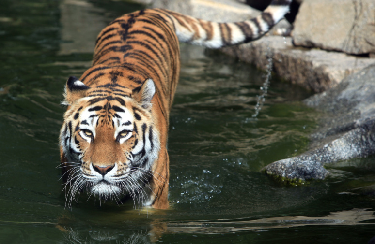 Un tigre sauvage de Sibérie dans l'eau © Wikipedia Un tigre sauvage de Sibérie dans l'eau © Wikipedia