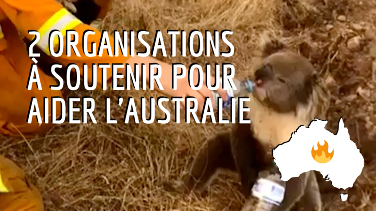 Photo d'un pompier venant en aide à un koala (crédit photo : Le Huffington post Photo d'un pompier venant en aide à un koala (crédit photo : Le Huffington post