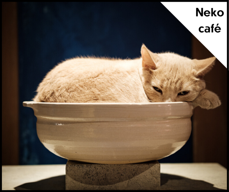 Un chat se repose dans un vase au fond de la salle. ©Florent Guérout Un chat se repose dans un vase au fond de la salle. ©Florent Guérout