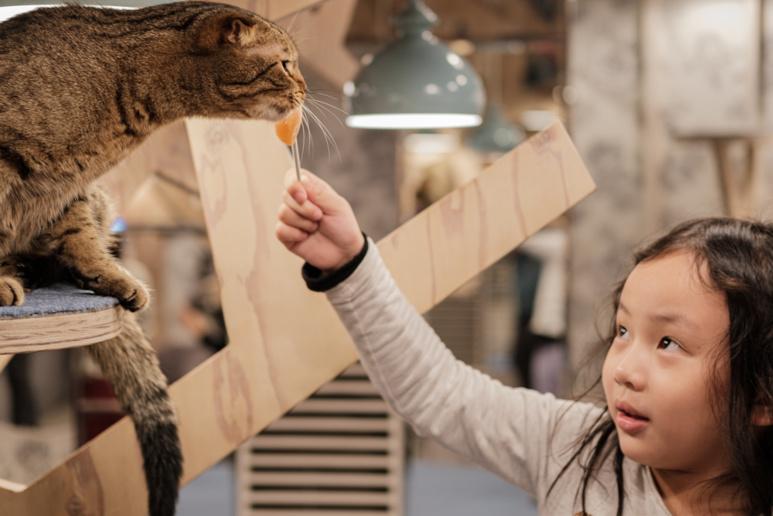 Une fillette donne une friandise à un chat. ©Florent Guérout Une fillette donne une friandise à un chat. ©Florent Guérout