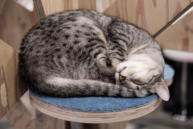 Kibi fait la sieste ©Florent Guérout Kibi fait la sieste ©Florent Guérout