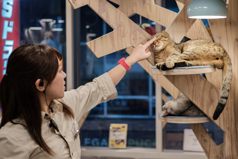 Une employée réveille un chat un peu endormi ©Florent Guérout Une employée réveille un chat un peu endormi ©Florent Guérout