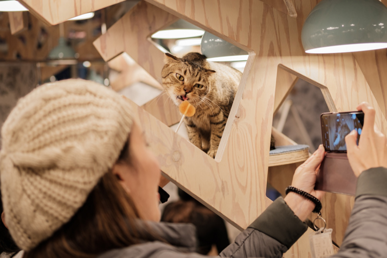 Une sucette permet de sortir l'animal de sa torpeur ©Florent Guérout Une sucette permet de sortir l'animal de sa torpeur ©Florent Guérout