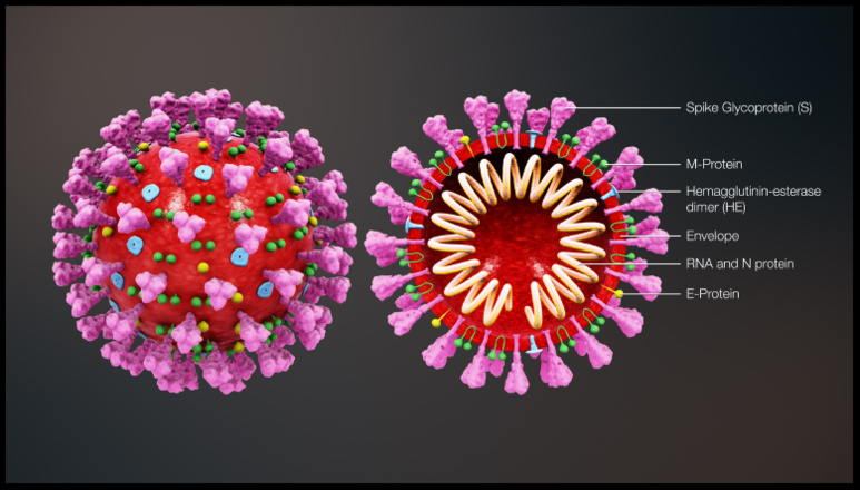 Illustration 3D du coronavirus (2019-nCoV) ©Centers for Disease Control and Prevention Illustration 3D du coronavirus (2019-nCoV) ©Centers for Disease Control and Prevention