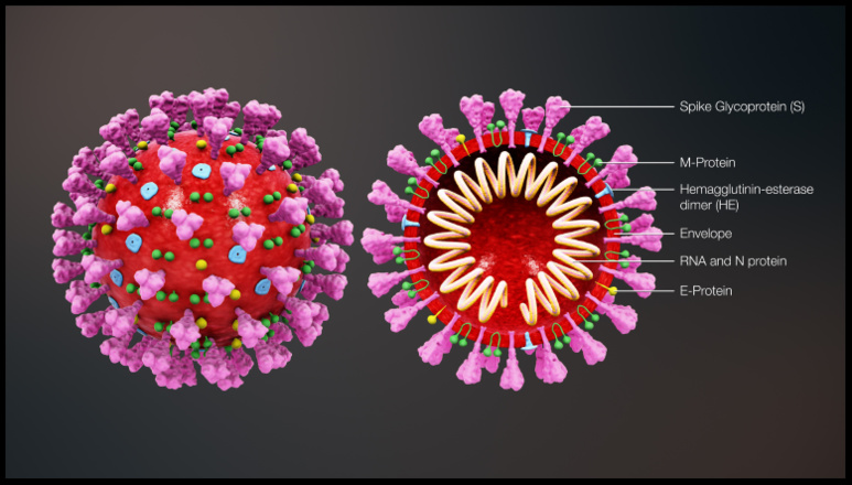 Illustration 3D du coronavirus (2019-nCoV) ©Centers for Disease Control and Prevention