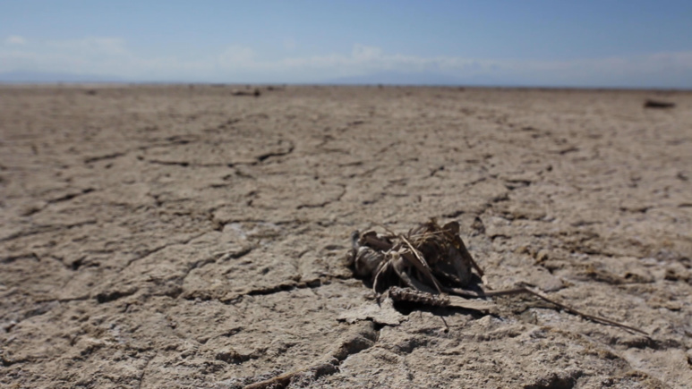 Carcasse d'oiseau au bord du lac de Salton (c) Louise Guthauser Carcasse d'oiseau au bord du lac de Salton (c) Louise Guthauser