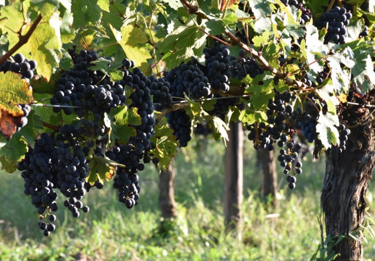 Pieds de vignes en bio. Photo©Audrey Gleonec Pieds de vignes en bio. Photo©Audrey Gleonec