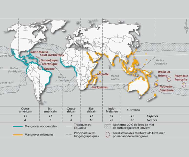" Répartition des littoraux à mangrove dans le monde " / © Mathieu Taureau, 2017 d'après Alongi, 2009 ; Hogarth 2007 et Tomlinson, 1994 " Répartition des littoraux à mangrove dans le monde " / © Mathieu Taureau, 2017 d'après Alongi, 2009 ; Hogarth 2007 et Tomlinson, 1994