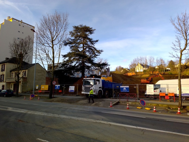 L'arbre centenaire est-il promis à l'abattage? (c) Penaguin L'arbre centenaire est-il promis à l'abattage? (c) Penaguin
