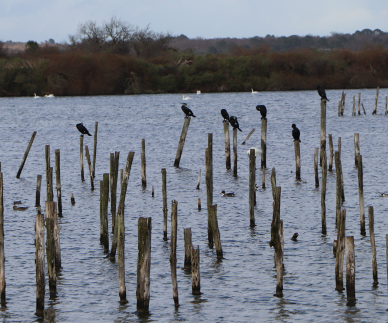 Les cormorans sont des oiseaux de mer de la famille des phalacrocoracidae qui comptent 3 genres et 36 espèces. / © E.V. Les cormorans sont des oiseaux de mer de la famille des phalacrocoracidae qui comptent 3 genres et 36 espèces. / © E.V.