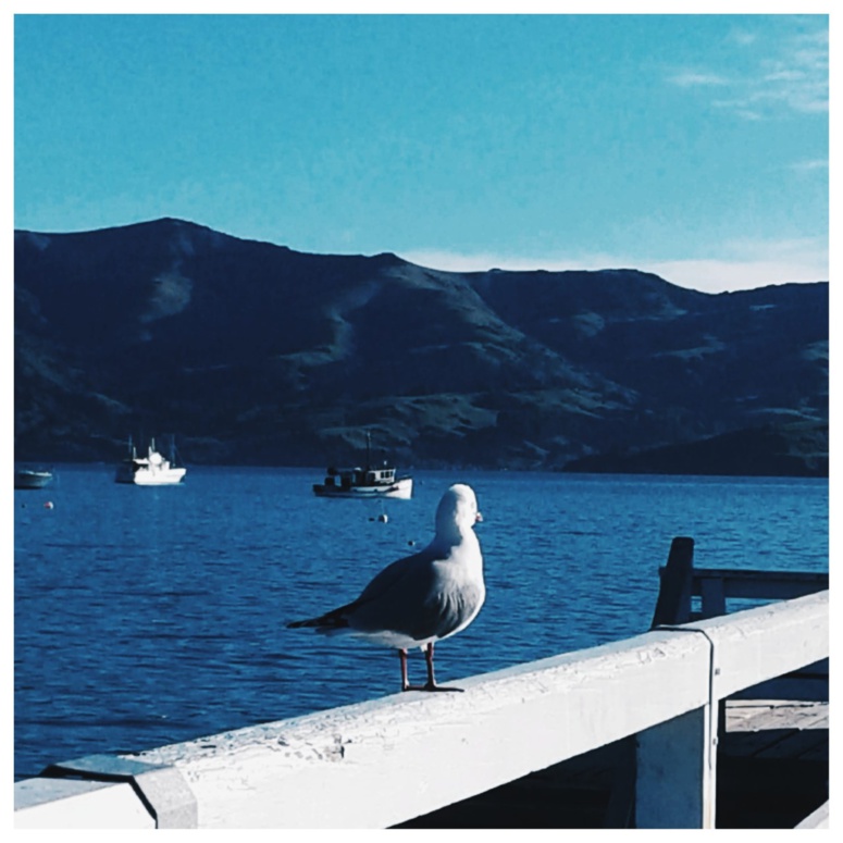 Nouvelles Zélande. (c) Sarah Barreiros. Nouvelles Zélande. (c) Sarah Barreiros.