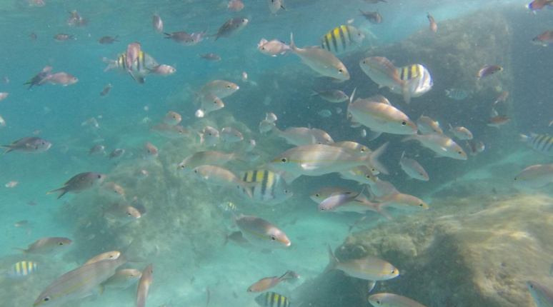 Peuplé d'une variété incroyable de vie sous-marine, le lieu se révèle magique. Capture d'écran Youtube. Peuplé d'une variété incroyable de vie sous-marine, le lieu se révèle magique. Capture d'écran Youtube.