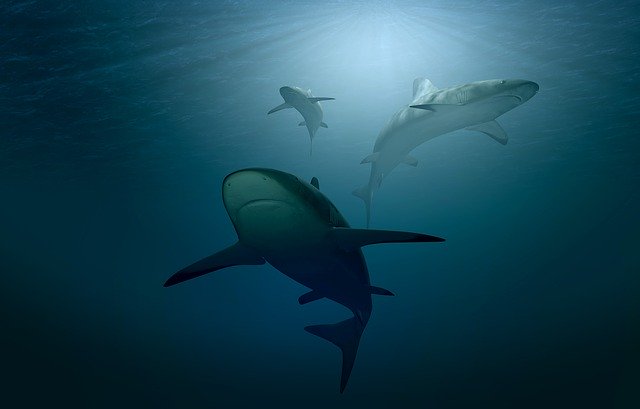 Une espèce de requin et de raie sur 4 est en voie d'extinction (c) Pixabay