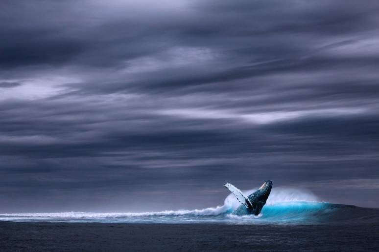 La baleine, ce cétacé qu'il faut protéger (c) Pixabay