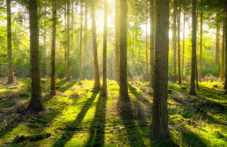 Une balade en forêt aurait des effets bénéfiques sur notre organisme - (c) pexel