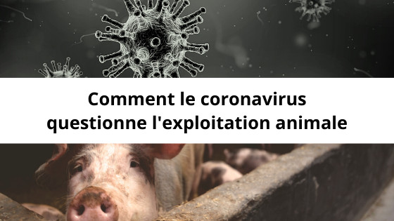 Comment le Coronavirus questionne l'exploitation animale