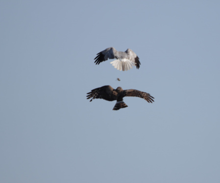 Echange de proie en plein vol entre un busard Saint-Martin mâle et un femelle./ © Ronan Le Mener, Association Cicindèle