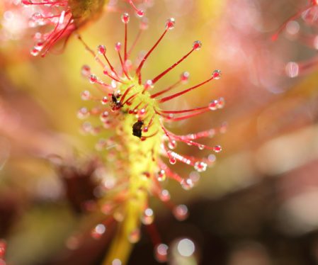 Des insectes piégés par un drosera dans les tourbières. / © Ronan Le Mener, Association Cicindèle Des insectes piégés par un drosera dans les tourbières. / © Ronan Le Mener, Association Cicindèle