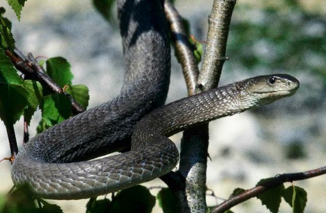 Serpent mamba. Photo (c) Daniel Heuclin