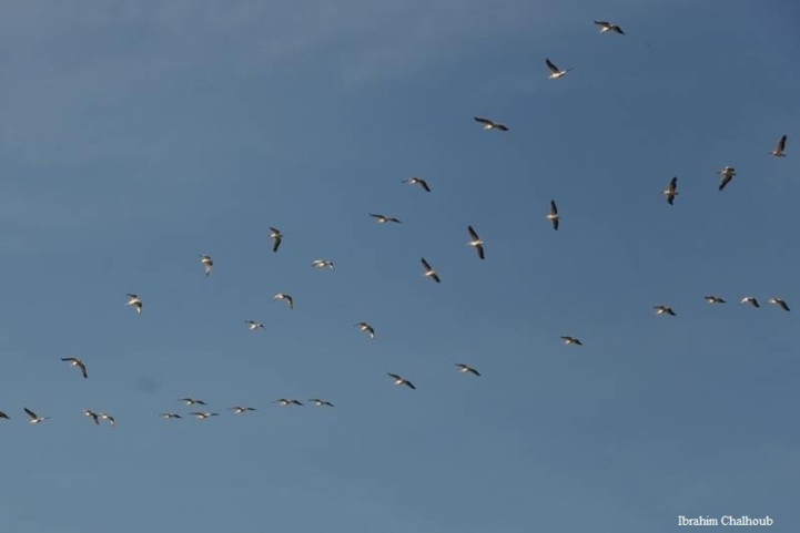 L’IMAGE DU JOUR – Oiseaux migrateurs