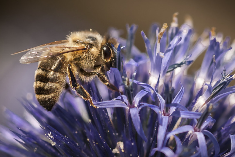 Les néonicotinoïdes s'attaquent au système nerveux des abeilles. (c) bebopeloula sur Foter.com / CC BY-NC-ND