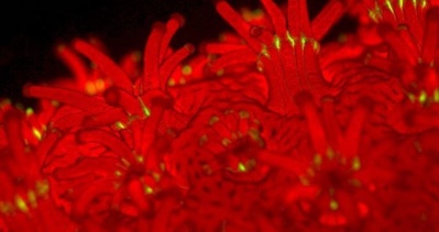 Détail d’une colonie du corail constructeur de récif, Stylophora pistillata, utilisé dans l’étude publiée dans PNAS. Le corail est observé ici en fluorescence. Photo (c) Dr Éric Tambutte / CSM