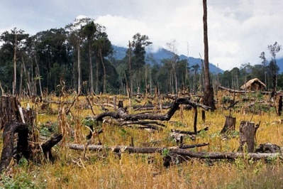 La déforestation, le mal du siècle, une sérieuse menace. Photo (c) ETJ