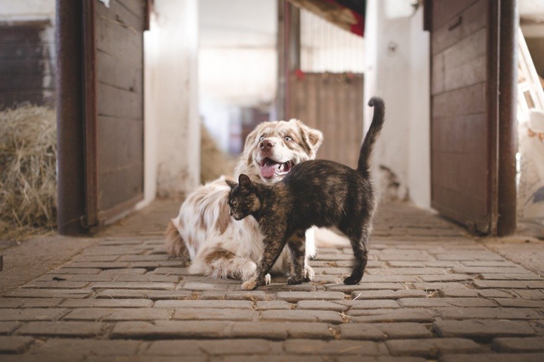 Animaux : L’Assemblée souhaite en finir avec la vente de chiens et de chats en animalerie