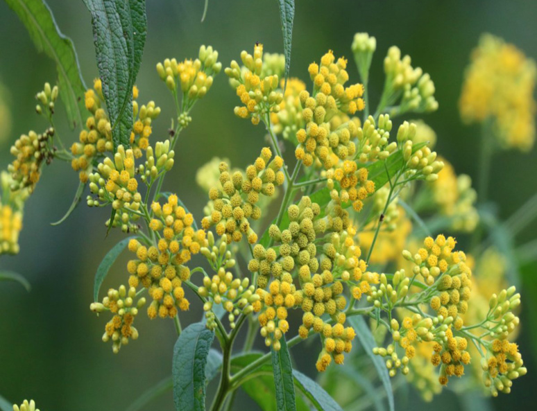 Les Guadeloupéens pensent que l’herbe à pic est efficace contre la Covid-19 (C) Capture d'écran Les Guadeloupéens pensent que l’herbe à pic est efficace contre la Covid-19 (C) Capture d'écran