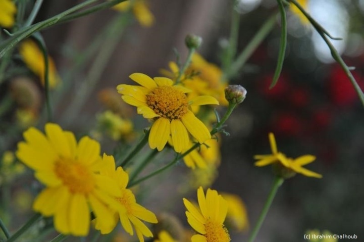 Téléchargement gratuit Images L Image Du Jour Fleurs Du Printemps actualisé salutations