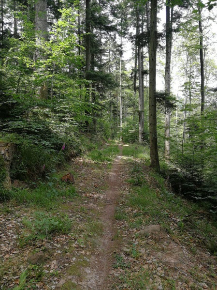 Exemple d’un écosystème apprécié par la tique Ixodes ricinus. Nathalie Boulanger, Author provided Exemple d’un écosystème apprécié par la tique Ixodes ricinus. Nathalie Boulanger, Author provided