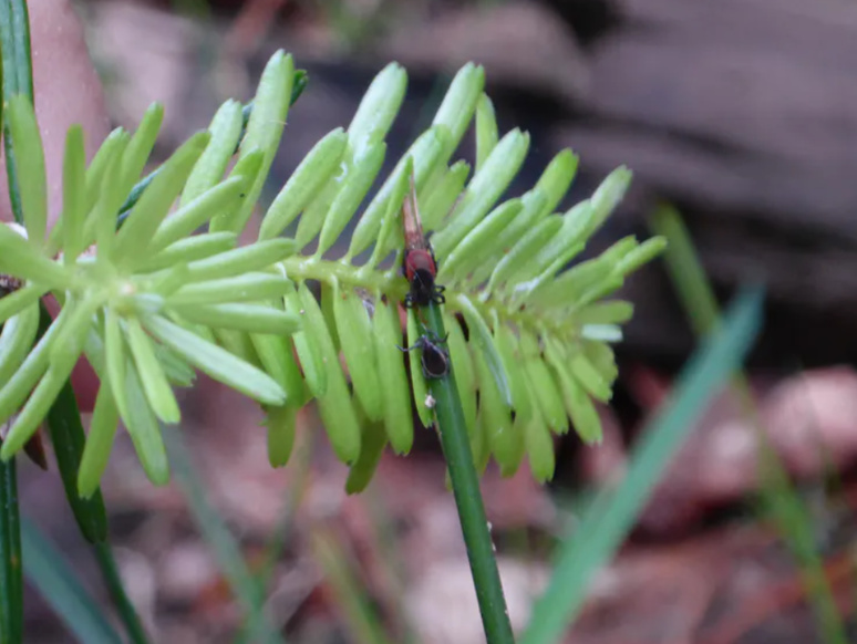 Au-delà de Lyme : les autres maladies transmises par les tiques Au-delà de Lyme : les autres maladies transmises par les tiques