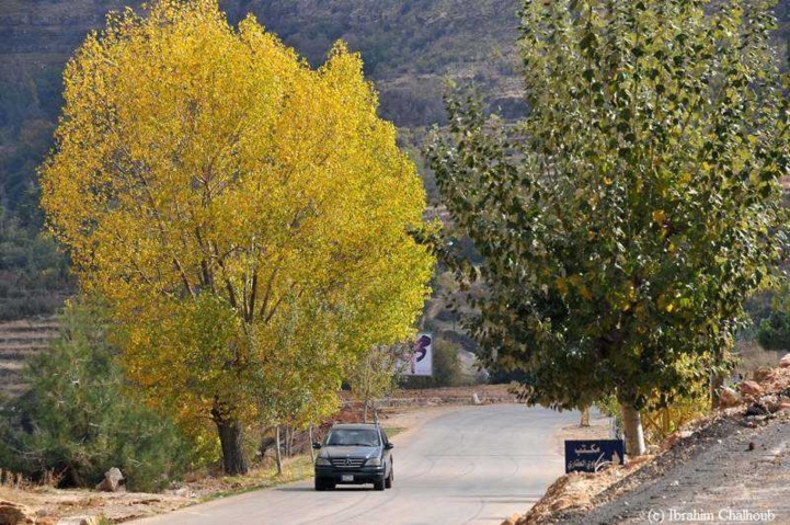 Vert et jaune! Photo (C) Ibrahim Chalhoub