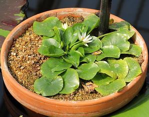 Appel à témoin inhabituel: Vol d'un nénuphar rarissime