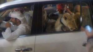 Animaux sauvage exposés publiquement à Dubai - Photo qui circule sur les réseaux sociaux