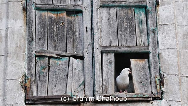 Les pigeons nous observent! Photo (C) Ibrahim Chalhoub