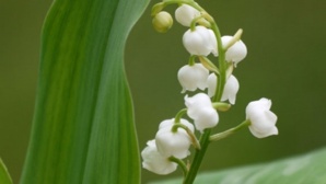 Muguet (Convallaria majalis) © Virginie Dubreuil Muguet (Convallaria majalis) © Virginie Dubreuil