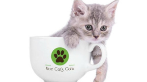 Des chats qui vous reçoivent chez eux