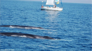 Photo (c) Souffleurs d'écume Photo (c) Souffleurs d'écume