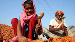 Photo (c) Shanoy Photo (c) Shanoy