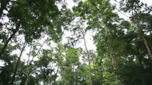 Un logiciel gratuit pour améliorer la surveillance des forêts