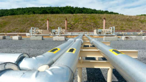 Photo (c) Max Phillips Photo (c) Max Phillips