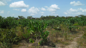 Photo: M. Tchobo Photo: M. Tchobo